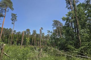 Nadleśnictwo Ostrowiec Świętokrzyski