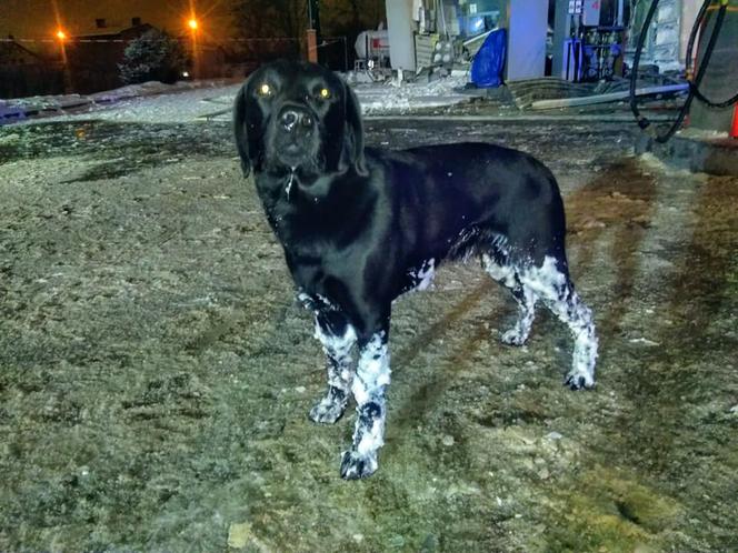 PILNA akcja ratowników w Sosnowcu! Na stacji eksplodował gaz. Budynek runął, są ranni
