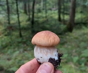 Wysyp grzybów w woj. lubelskim 