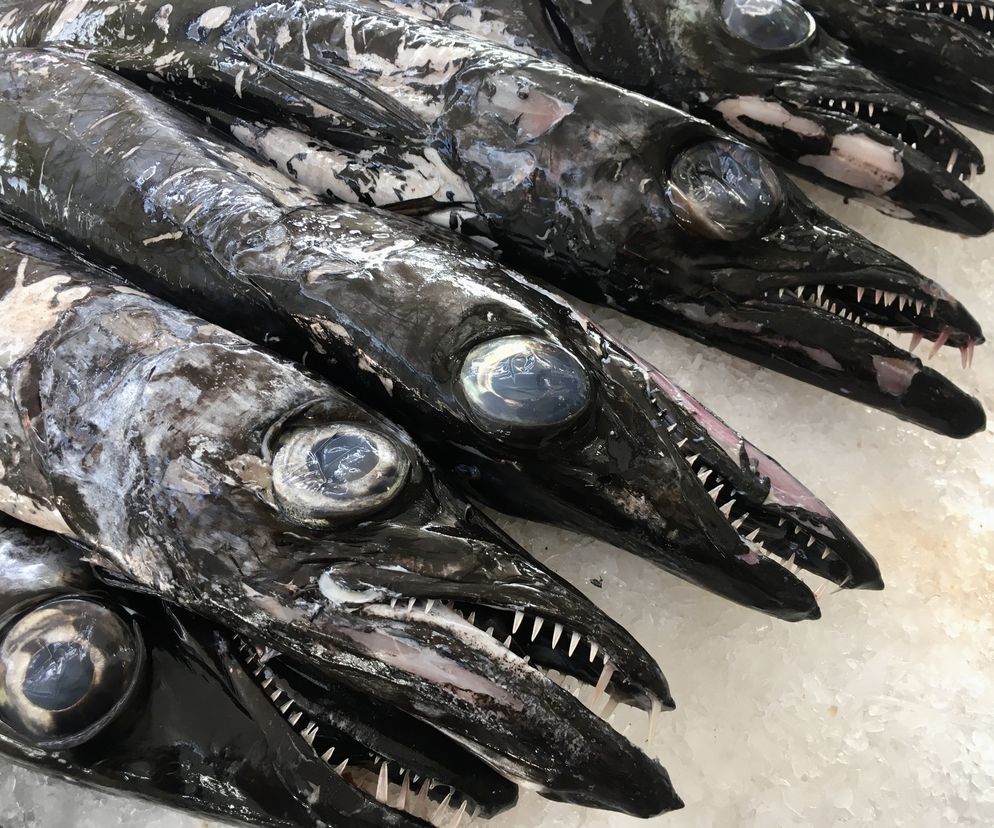 Pałasz czarny z Madery - brzydki jak noc i pyszny jak diabli!