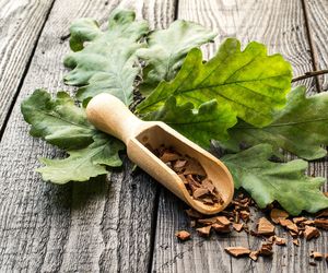 Kora dębu - właściwości lecznicze