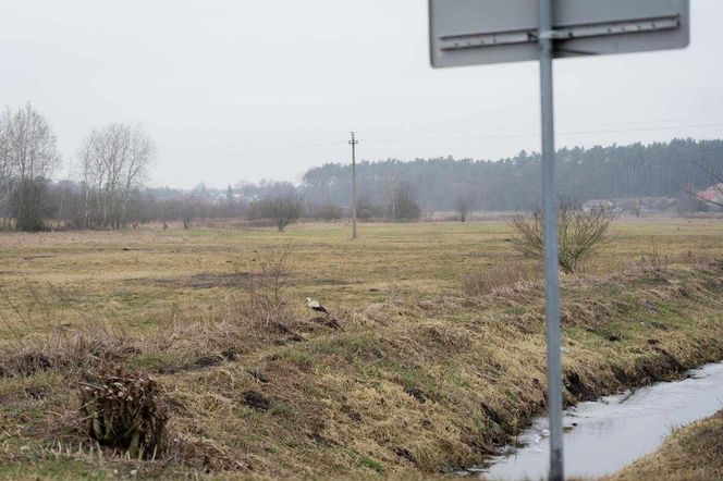 Pierwszy Bocian w Polsce dostał imię Radziwił. 