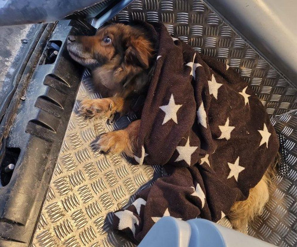 Skrajnie wycieńczone psy w Żołędowie pod Bydgoszczą. Jeden z nich nie przeżył transportu 