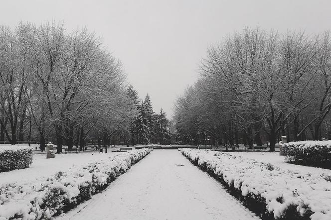 Zima w parku Staromiejskim