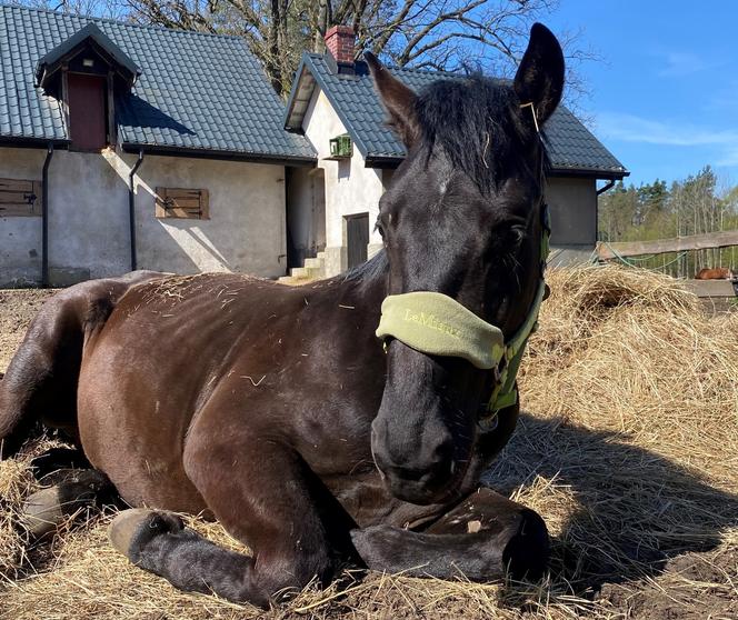 Oświęcim. Okrutny sadysta znęcał się nad koniem. To okropne, co zrobił zwierzęciu