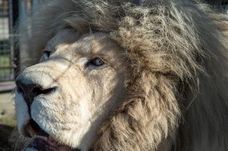 Międzynarodowy Dzień Lwa 2025