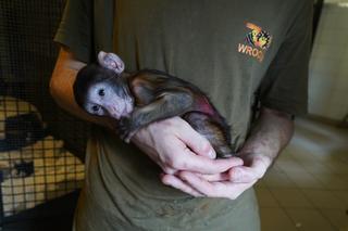 Jej mama zmarła 3 tygodnie po porodzie. Żadna z samic nie chciała się nią zajmować 