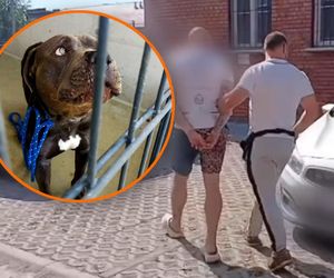 Znudził mu się pies. Najpierw chciał go uśpić, a w końcu porzucił