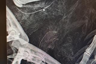 Rysica Cleo nie żyje