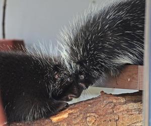 Nowe zwierzęta w gdańskim Ogrodzie Zoologicznym. W ZOO zamieszkały słodkie i przerażające maluchy