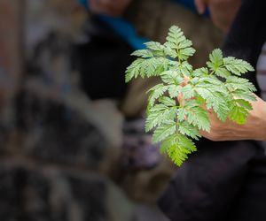 Wygląda jak natka pietruszki, ale jest toksyczny. Uważaj, łatwo o pomyłkę
