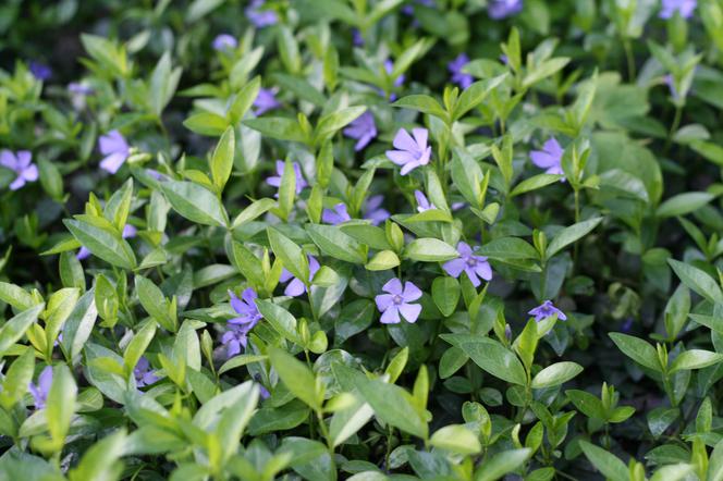 Barwinek pospolity - Vinca minor