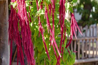 Amaranthus caudatus - szarłat zwisły