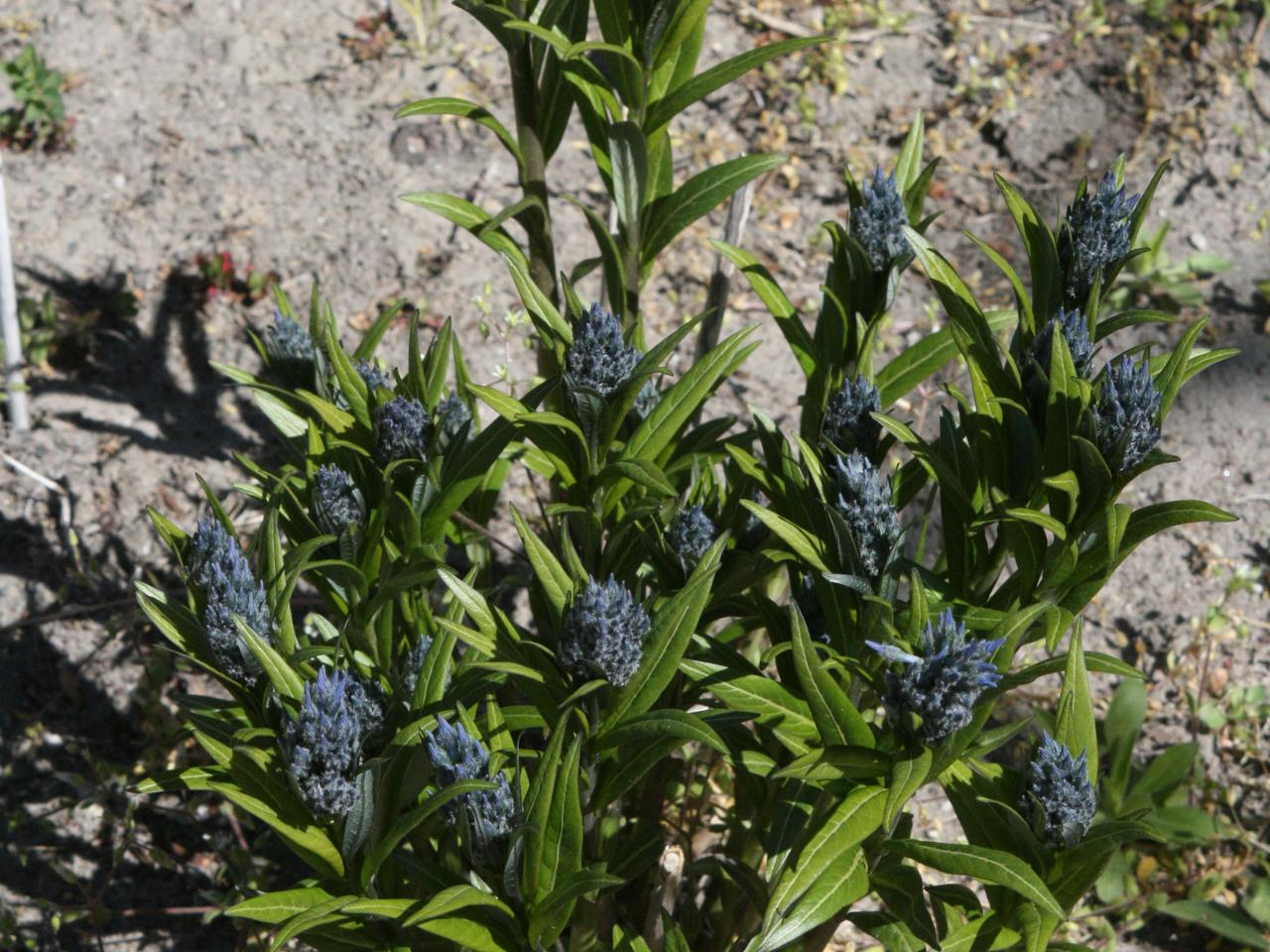 Amsonia nadreńska = Amzonia nadreńska - Amsonia tabernaemontana 