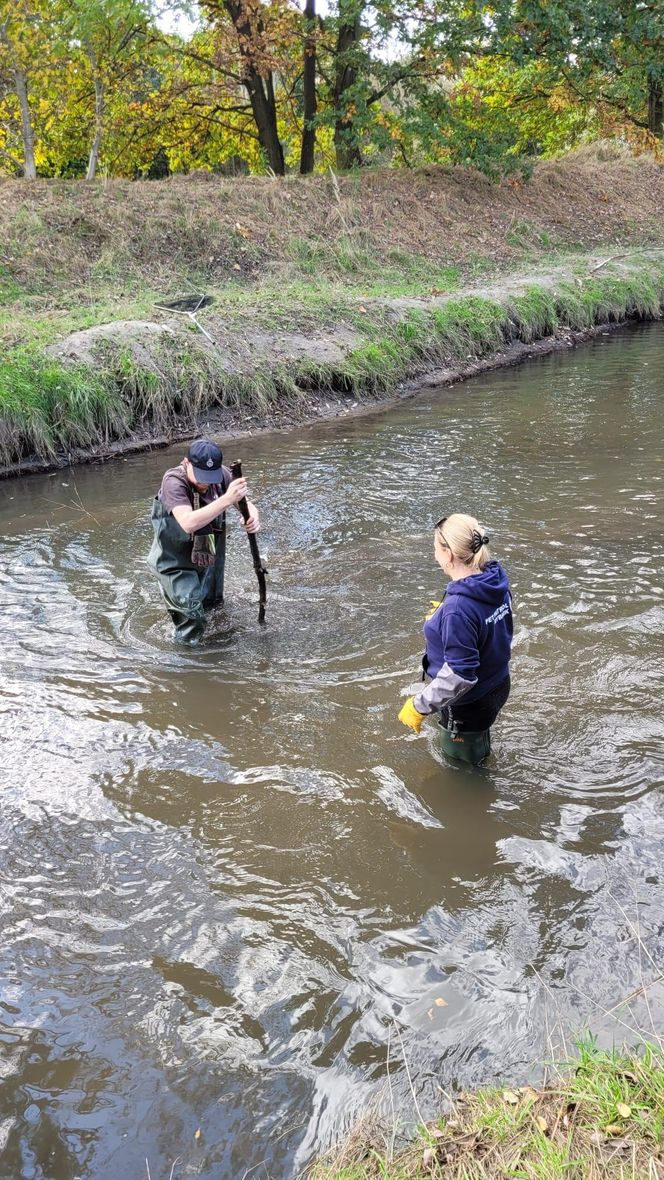 Nutrie w Rybniku są już odławiane