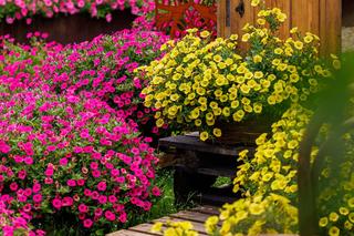 Supertunia MiniVista