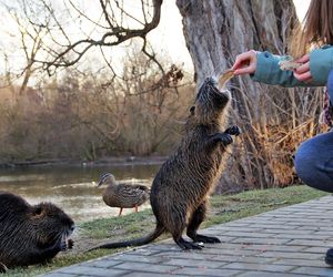 Nutrie w Rybniku jednak przeżyją?