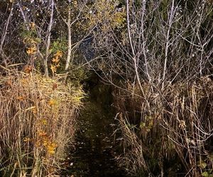 Bohaterski pies z Wrocławia uratował swojego 71-letniego pana