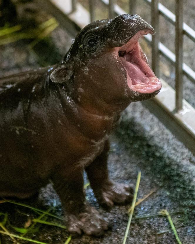 W łódzkim zoo urodził się hipopotam
