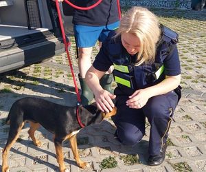 Strażnicy miejscy ruszyli na pomoc szczeniakowi