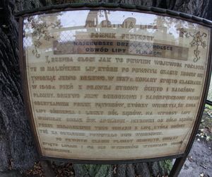 Zabytkowa lipa z Cielętnik