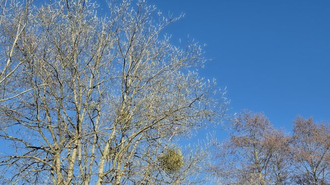 Pierwsze oznaki wiosny w Olsztynie. W mieście są już pąki na drzewach