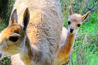 Zoo warto odwiedzić jesienią. Jest kilka powodów