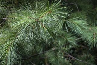Sosna wejmutka - Pinus strobus