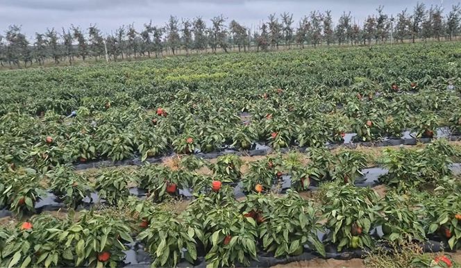 Rolnik rozdają paprykę za darmo! Ceny na skupie to dramat