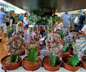Festiwal Roślin 2025 w Siedlcach