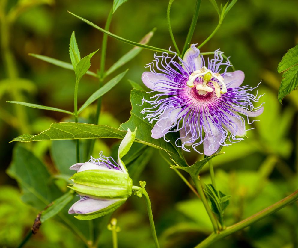 Passiflora, męczennica. Zdjęcia