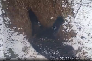 Tak niedźwiedzie idą spać na zimę. Rzadkie nagranie trafiło do sieci! 