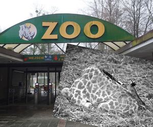 Tragiczne wiadomości z poznańskiego zoo. Po ośmiu dniach walki o życie odszedł nasz młody podopieczny