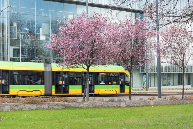 Uwaga, od soboty zmiany w kursowaniu tramwajów i autobusów!