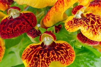 Pantofelnik (Calceolaria)