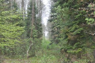 Świnia Góra idealna na wycieczkę lub biwak