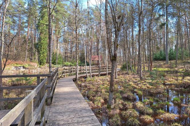 Arboretum pod Olsztynem znów otwarte. W jakich godzinach można je zwiedzać? [ZDJĘCIA]