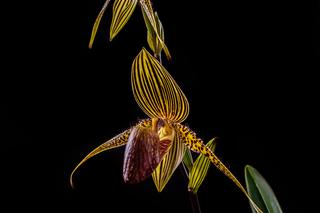 Storczyk „Złoto Kinabalu”