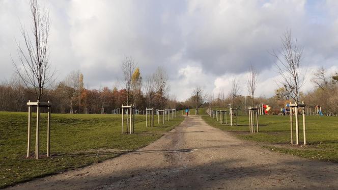 Zagłosowali i dostali prezent. Mieszkańcy Ławicy i Strzeszyna z drzewami za frekwencję wyborczą