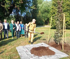 Trzy młode buki purpurowe na Skwerze Leśników Polskich wspólnie zasadzili pracownicy Nadleśnictwa Siedlce i Lasów Państwowych, władze miasta Siedlce i radni.