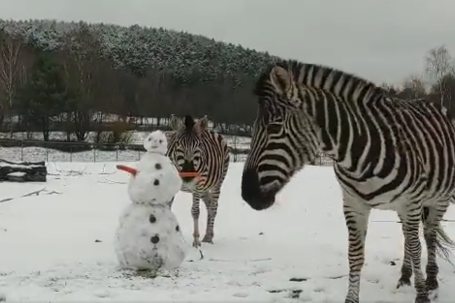 Zebra odgryzła mu rękę! Mroźne starcie w gdańskim zoo. ZOBACZ WIDEO