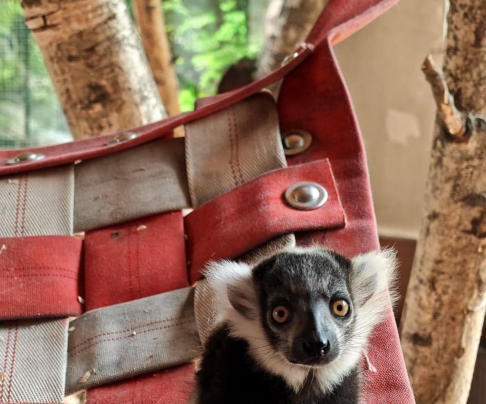 Narodziny w Śląskim Ogrodzie Zoologicznym. Maleńki lemur Rapid zachwyca odwiedzających