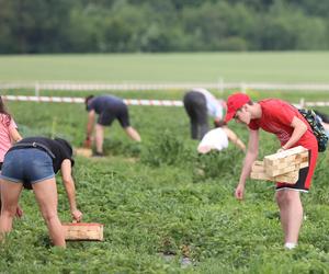 Samozbiory truskawek 2024 na Śląsku przyciągnęły prawdziwe tłumy