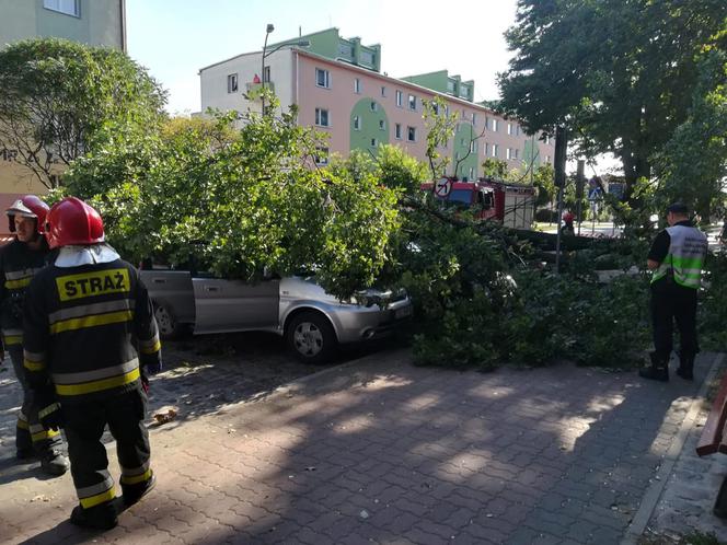 Zrobiony w żołądź