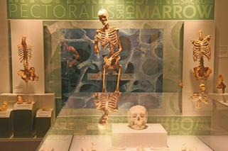 Poznaj ciało w szczegółach