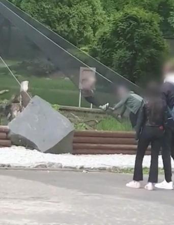 Szokujące sceny w zoo! Dziecko zjeżdżało po wybiegu, rodzice na wszystko patrzyli
