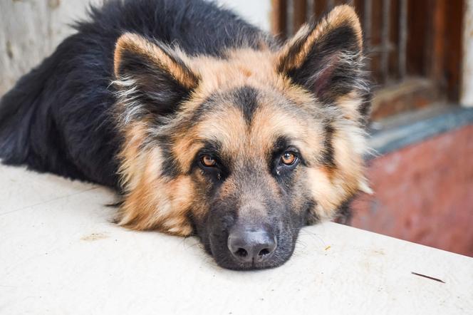Właścicielka psa ukarana za ZBYT GŁOŚNE SZCZEKANIE. Sąd w Elblągu wydał wyrok
