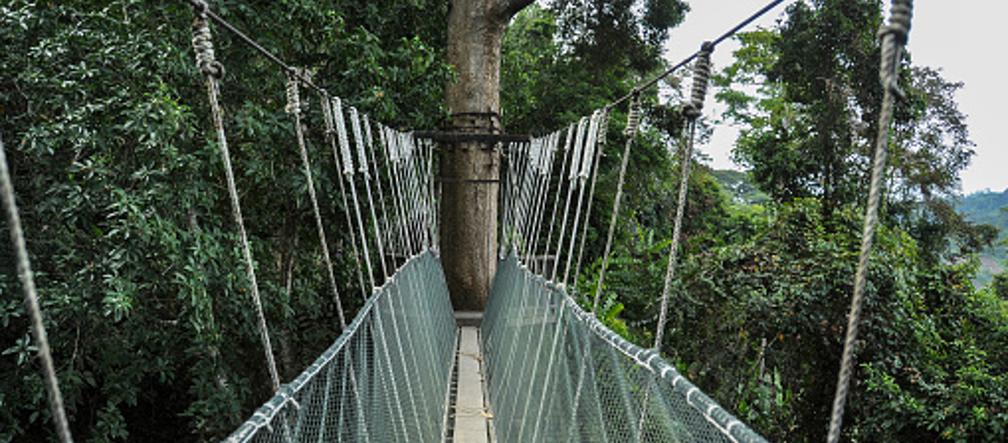 Most Canopy Walk