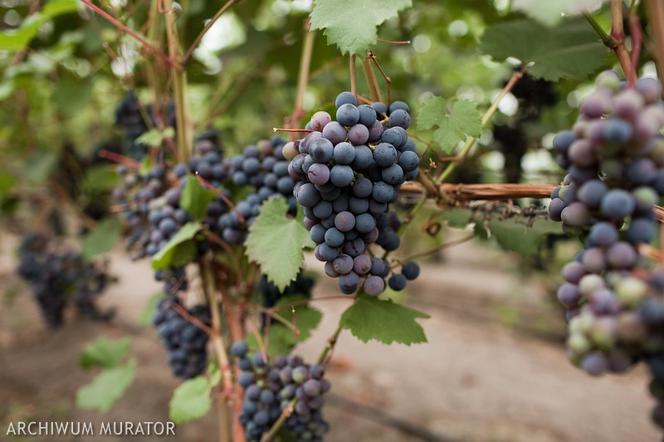 Winobranie w Polsce - które winnice warto odwiedzić na Lubuskim Szlaku Wina i Miodu 
