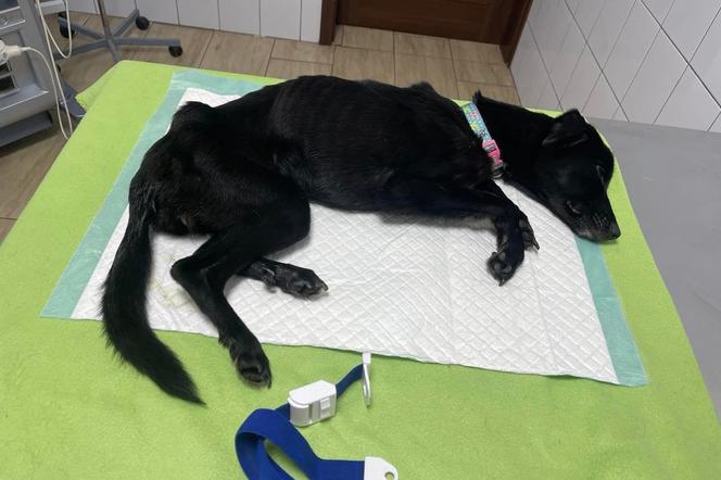 Dramatyczna interwencja Pet Patrol z Rybnika: Tak wychudzonego psa jeszcze nie widzieliśmy